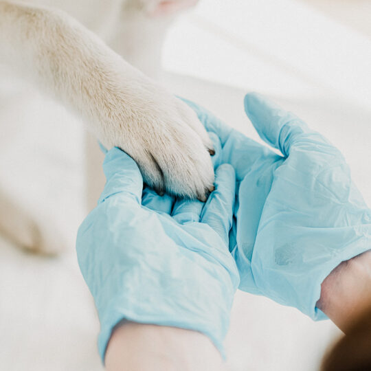 Tierarzt AdobeStock 203863083 1080x1080px Tierarzt AdobeStock 203863083 1080x1080px