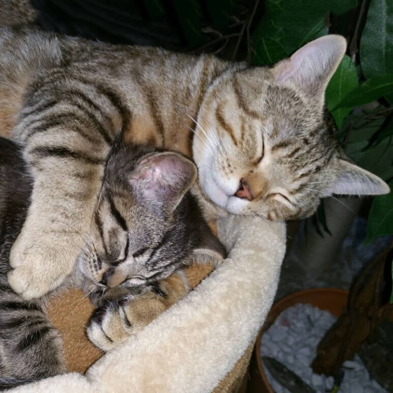 Husky Whiskey Husky Whiskey