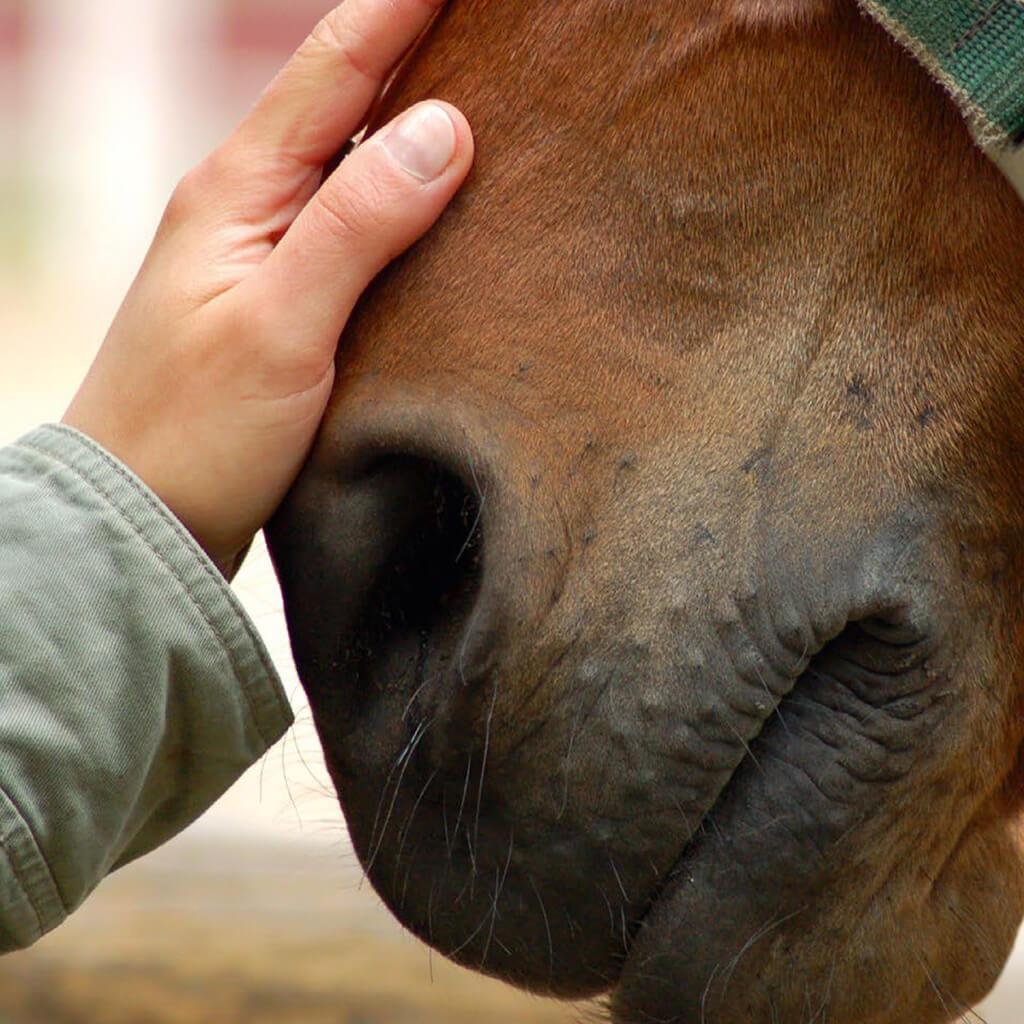 Pferd mit Hand auf der Stirn